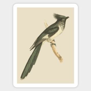 Black and White-throated Cuckoo Vintage Bird Illustration Sticker